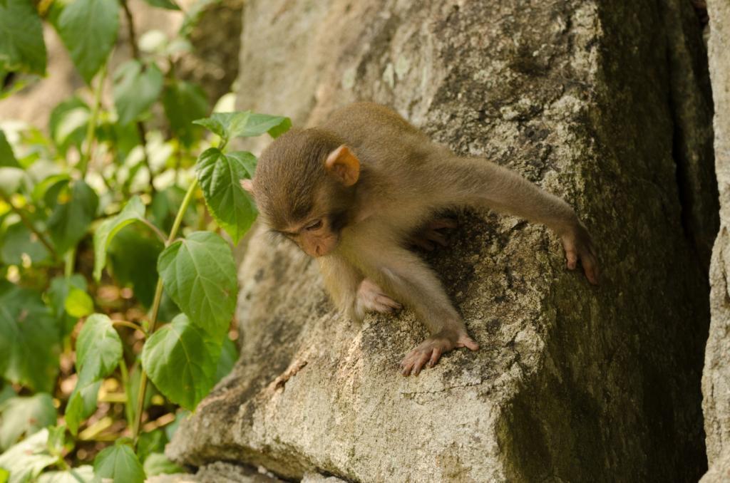 La Montagne des Singes